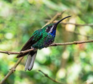 El colibrí fantasma de  Santa Marta