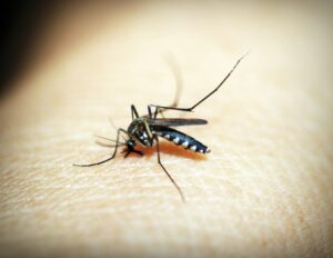 Granjas de mosquitos en Colombia: Una solución para el dengue