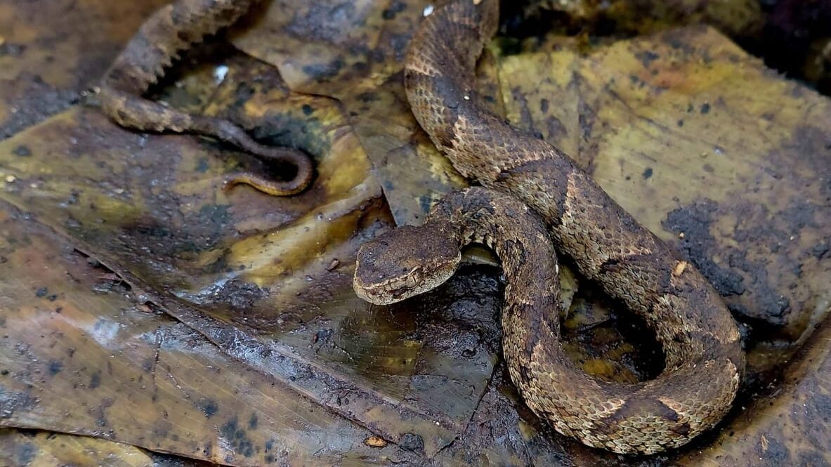 La Maldición De Der Una Serpiente